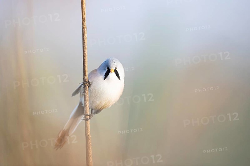 Bearded reedling