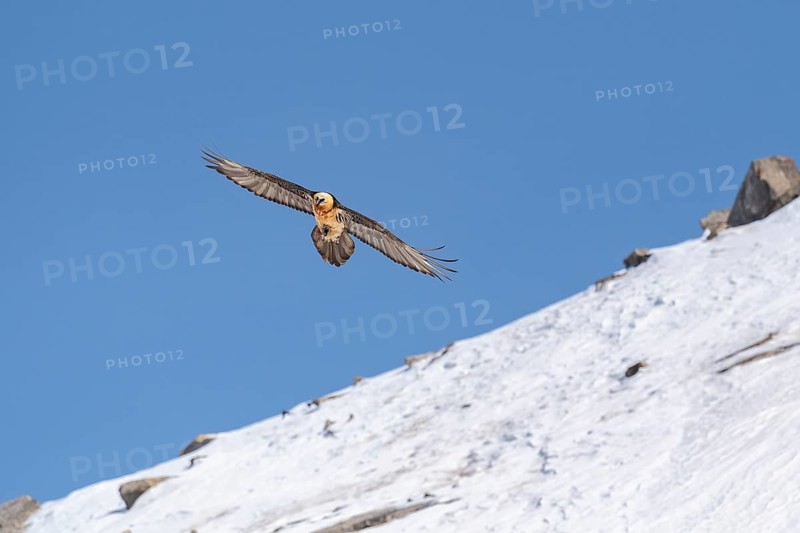 Bearded vulture
