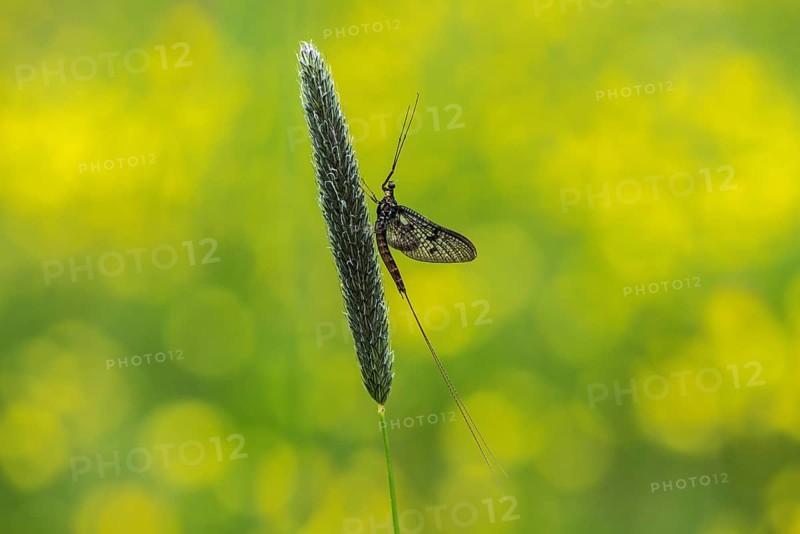 Mayflies