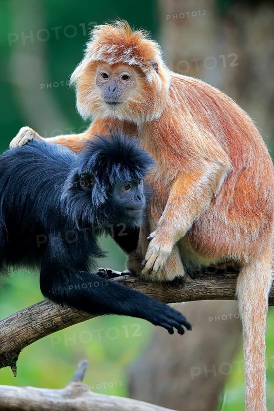 Javan lutung