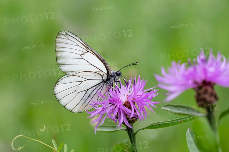 Black-veined white