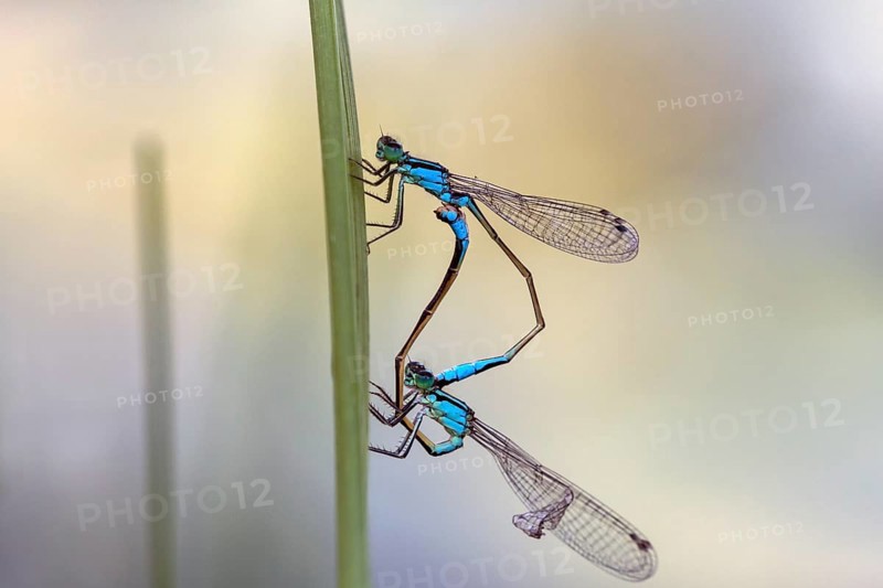 Blue-tailed damselfly