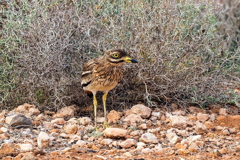 Stone curlew