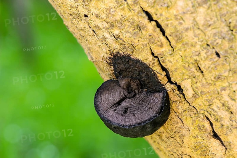 Charcoal ball fungus