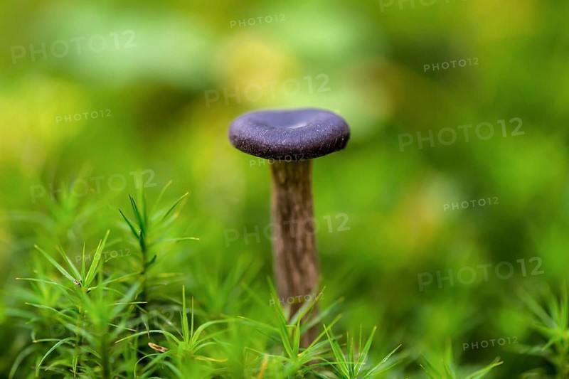 Goblet funnel cap