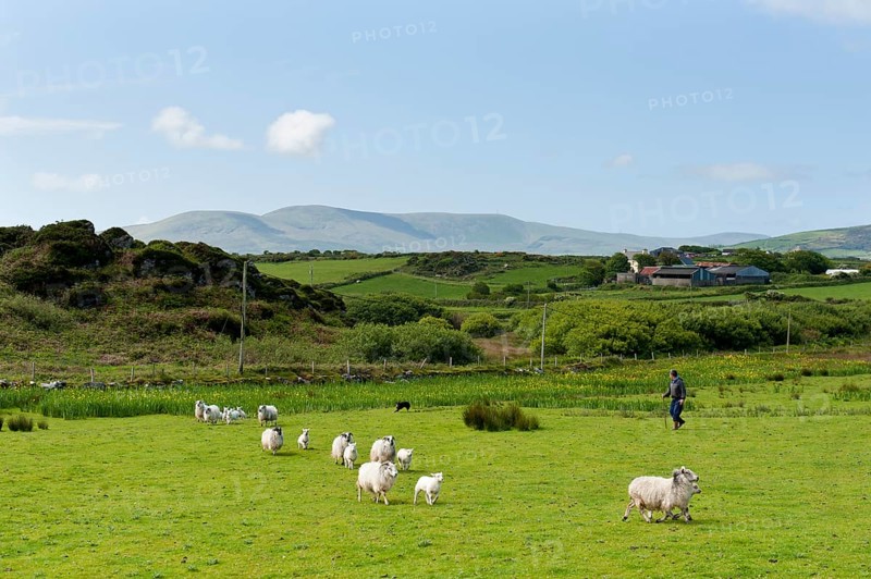 Shepherd driving flock of sheep across pastureland