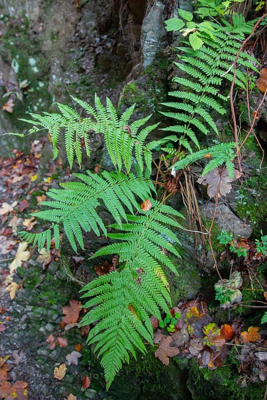 Light green fern leaves in the Helle valley near Winterberg