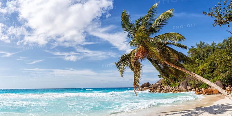 Anse Georgette travel travel landscape beach holiday island Praslin palm panorama sea
