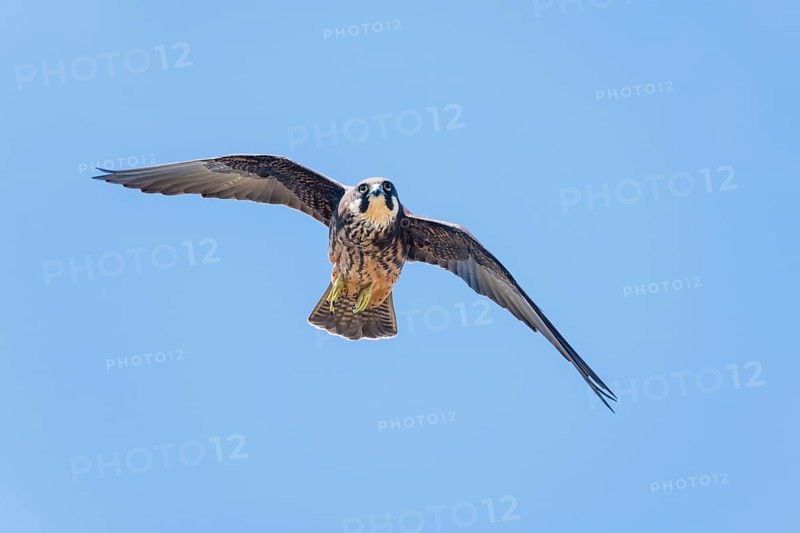Eleonora's falcon