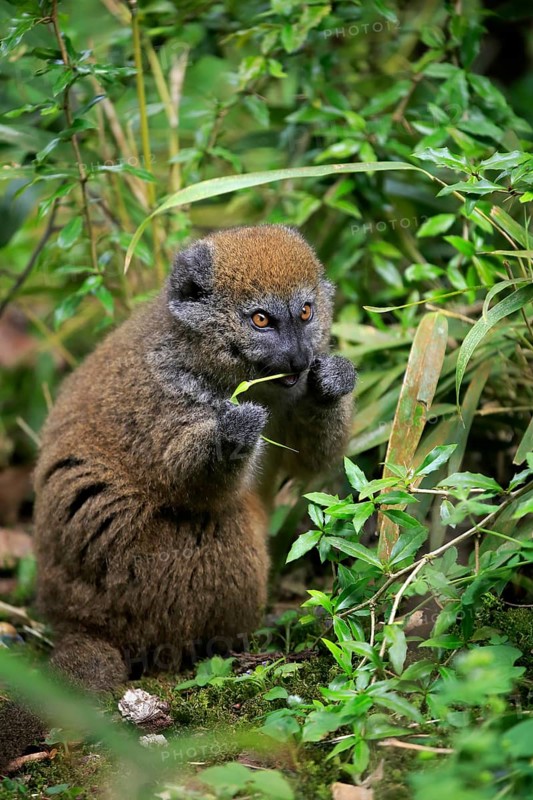Lac Alaotra bamboo lemur