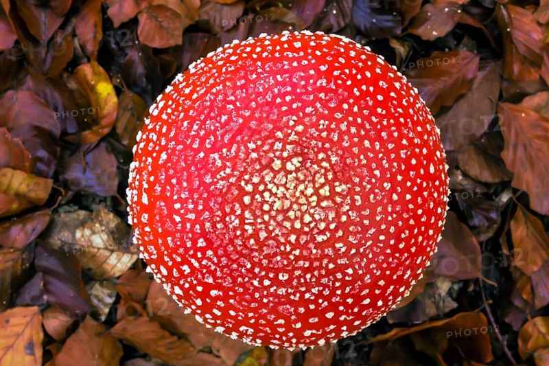 Fly agaric