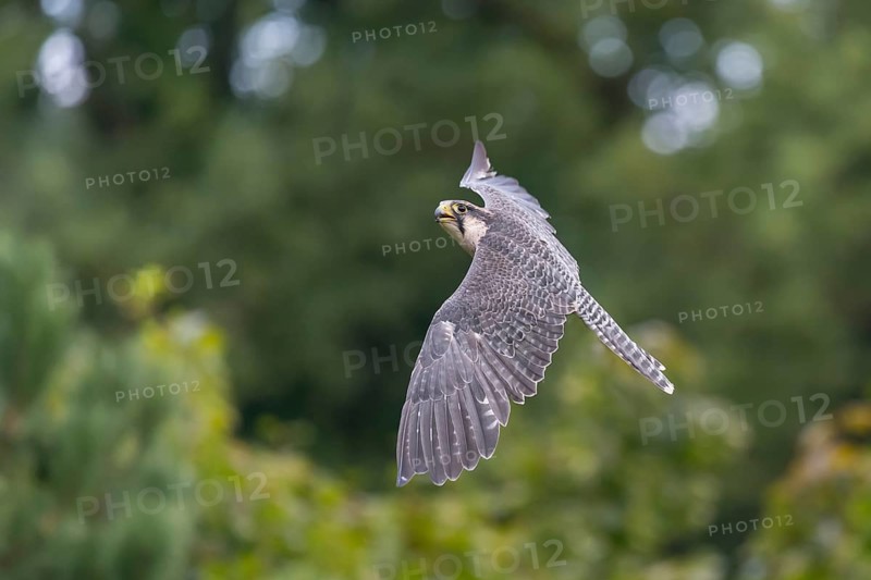 Lanner falcon