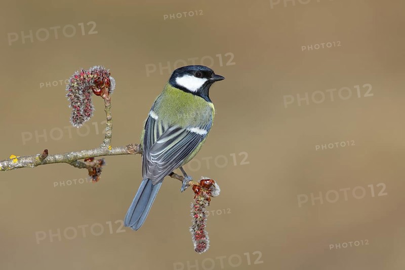 Great tit