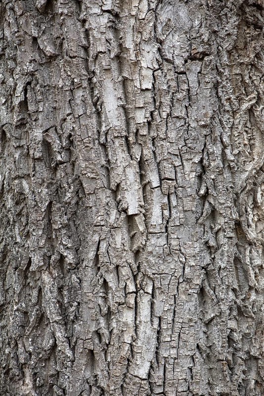 Bark of a real walnut tree