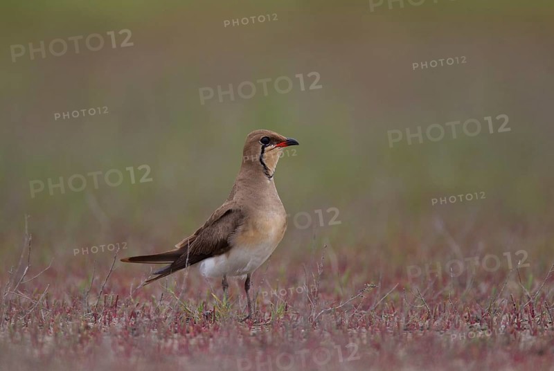 Collared pratincole