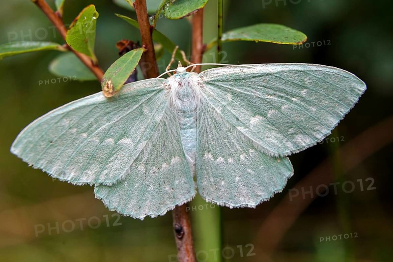 Moth