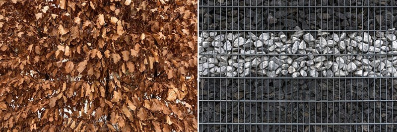 Contrasts: winter leaves of hornbeam as natural hedge