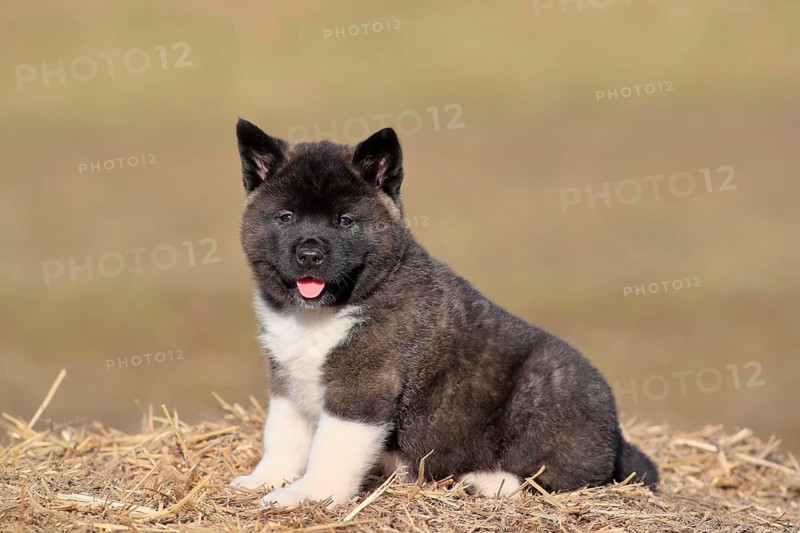 American Akita puppy