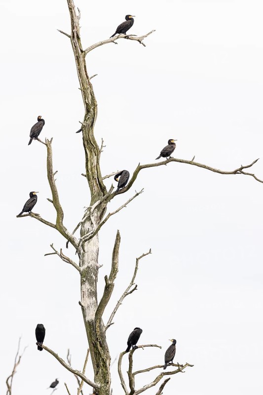 Great cormorant