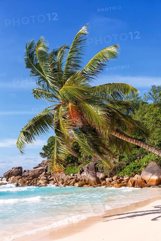 Anse Georgette beach palm paradise ocean sea water on Praslin island
