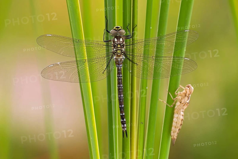 Southern Hawker