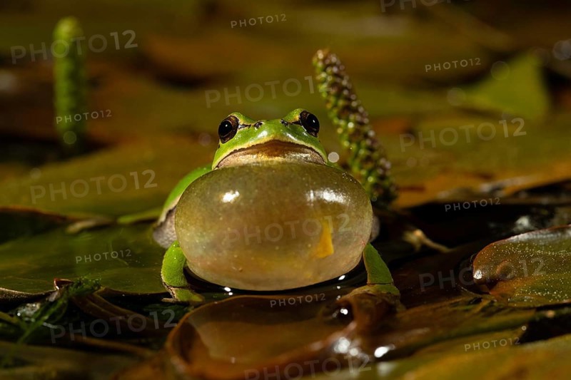 European tree frog