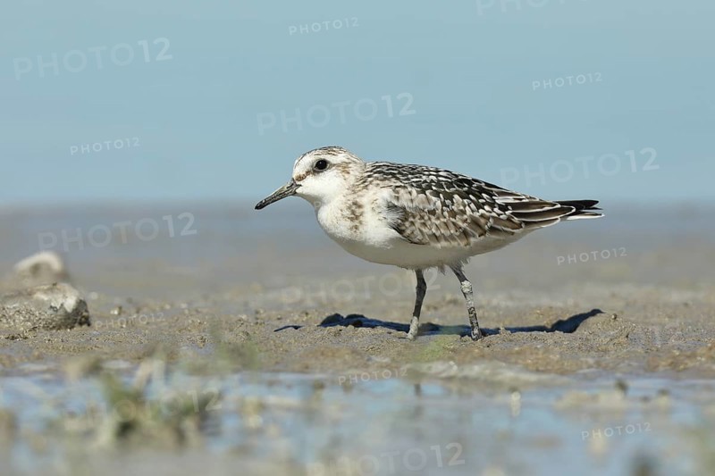 Sanderling