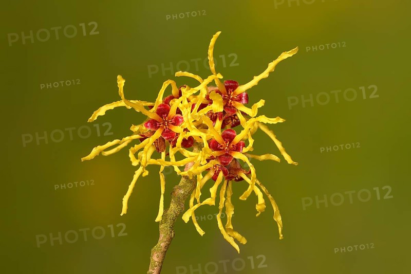 Flowering witch hazel