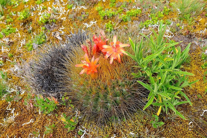 Flowering cactus with orange flowers