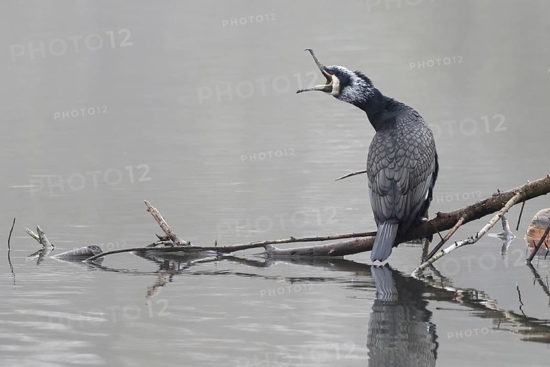 Great cormorant