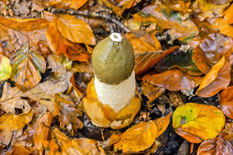 Common Common stinkhorn