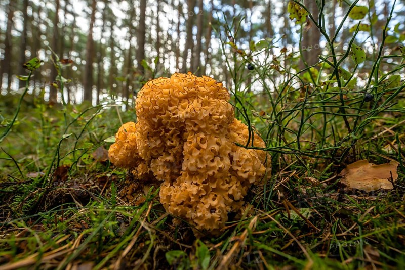 Wood Cauliflower fungus