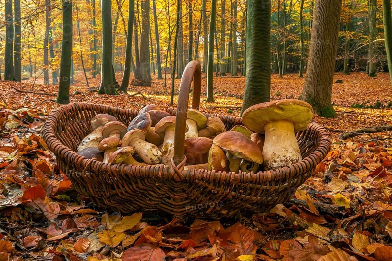 King bolete y