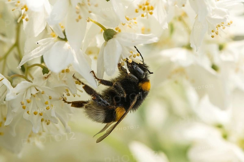 Large earth bumblebee