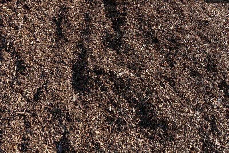 Wood chips from felled trees
