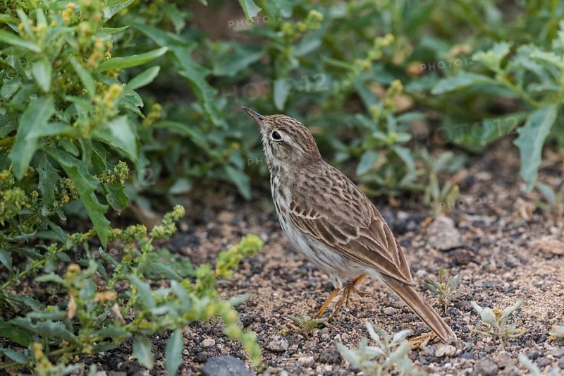 Berthelot's Pipit