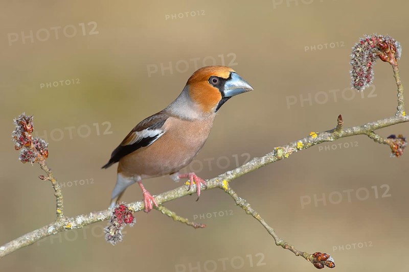 Hawfinch