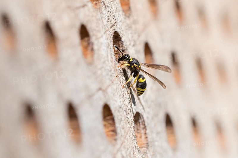 Wall clay wasp