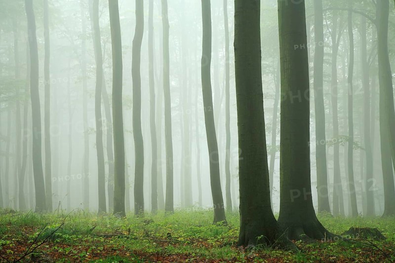 Beech forest