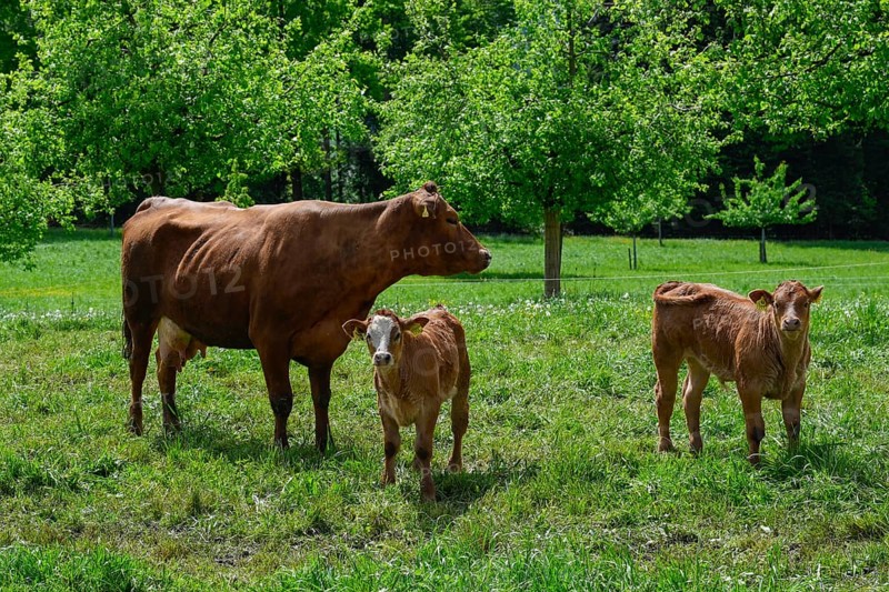 Dairy cow and calves Red spot x Limousin