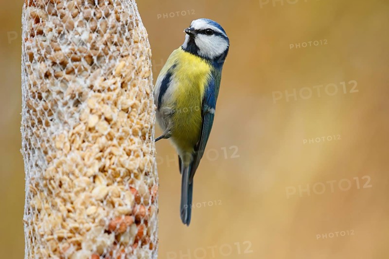 Blue tit
