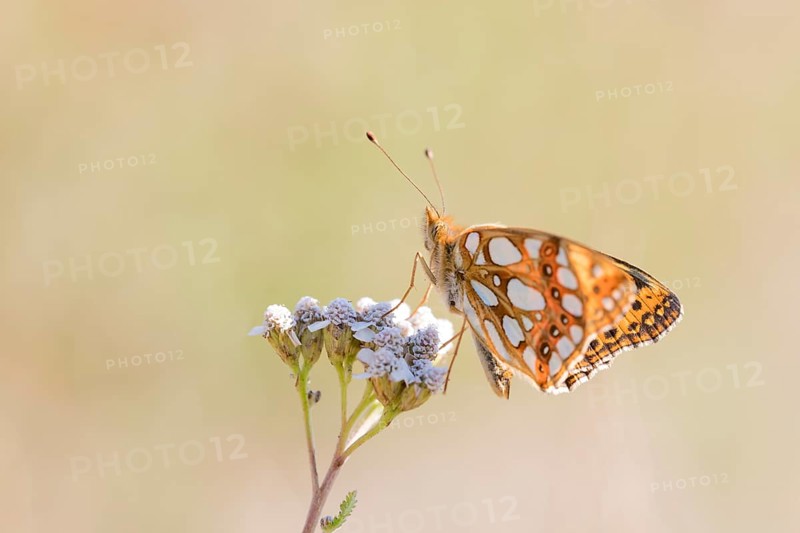 Queen of Spain fritillary butterfly