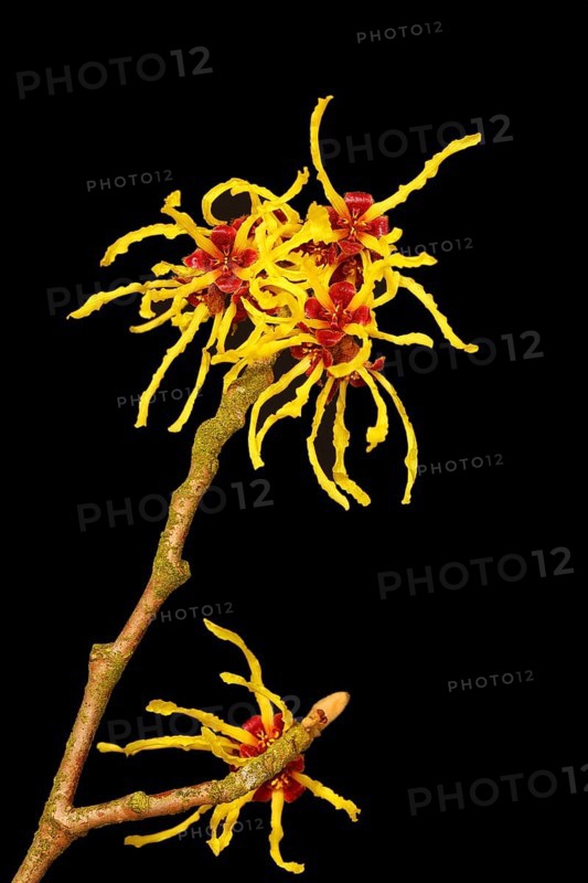Flowering witch hazel