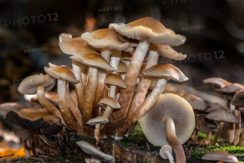 Conifer tuft