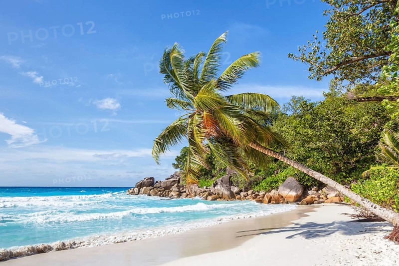 Anse Georgette beach palm paradise ocean sea water on Praslin Island