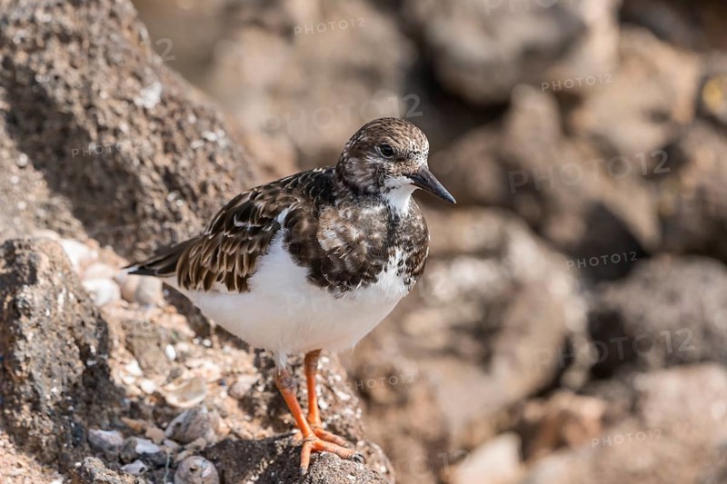Ruddy turnstone