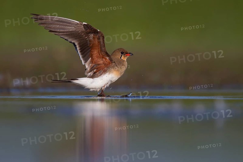 Collared pratincole