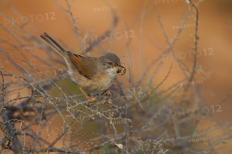 Spectacled warbler
