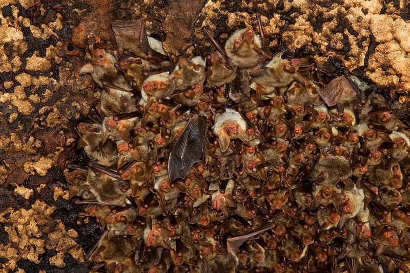 Punic mouse-eared bat