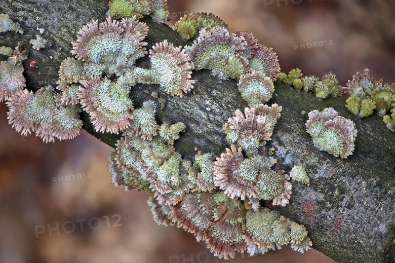 Radiating phlebia